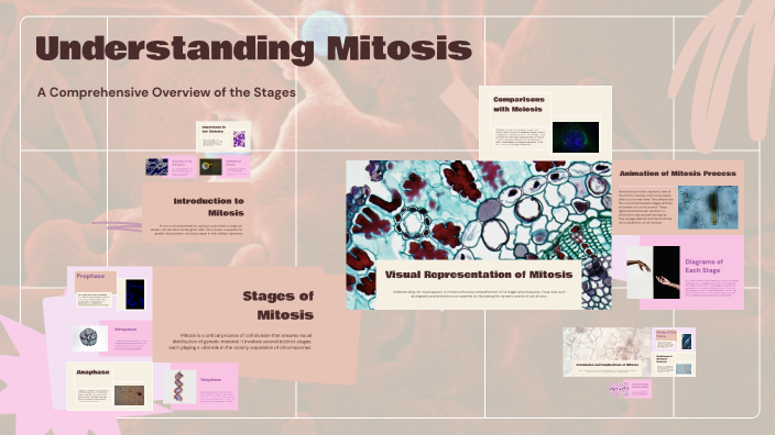Understanding Mitosis by C-Ann G Jose on Prezi