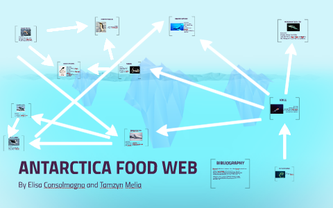 ANTARCTICA FOOD WEB by Elisa Consolmagno