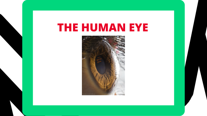 The Human Eye by Michelle Land on Prezi