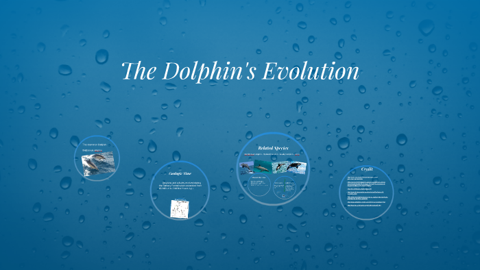 The Dolphin's Evolution by B N on Prezi