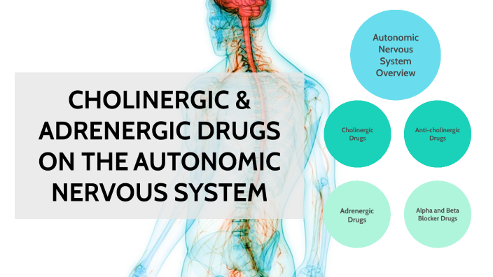 Cholinergic And Adrenergic Drugs On The Autonomic Nervous System By ...