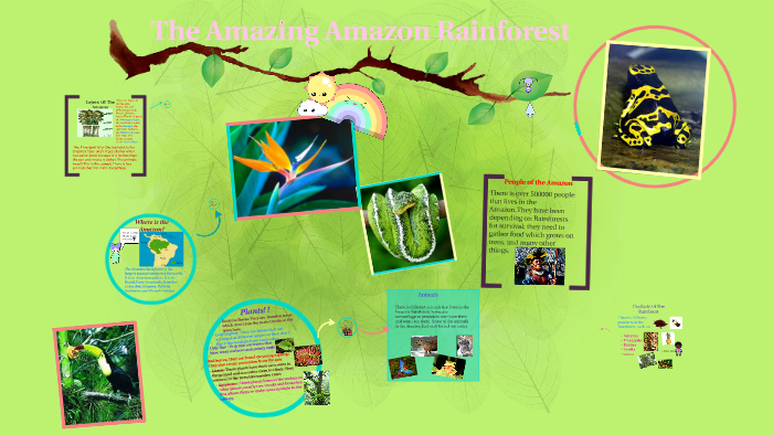 The Amazing Rainforest Sumin Yu by Botanic Primary on Prezi