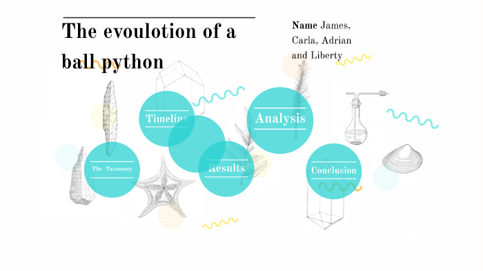 The Evolution Of A Ball Python By James Anderson