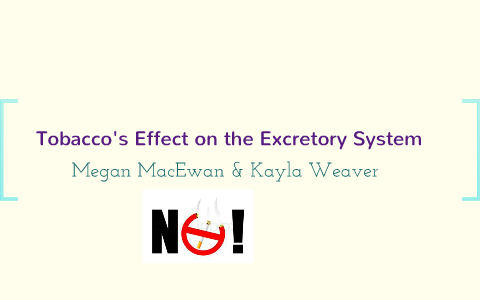 how does tobacco affect the excretory system Tobacco's effects on the Excretory System by Megan Kayla on Prezi