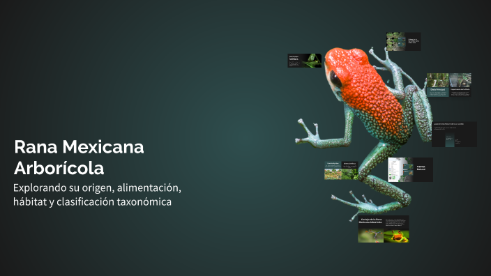 Rezi Rana Rana Mexicana Arborícola by jhon sebastian on Prezi