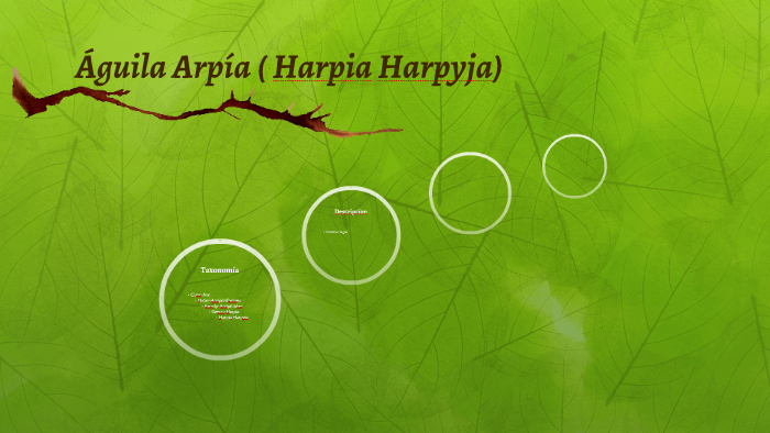Águila Harpía ( Harpia Harpyja) by Kevin Jarrín Pacheco
