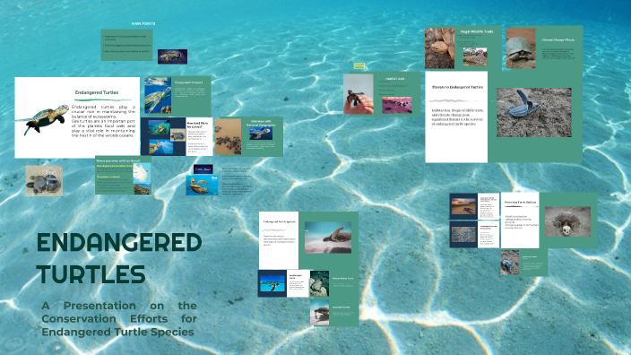 The Plight of Endangered Turtles by Alejandra Perico on Prezi