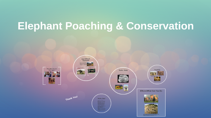 Elephant Poaching & Conservation by Isabella Zimmerman