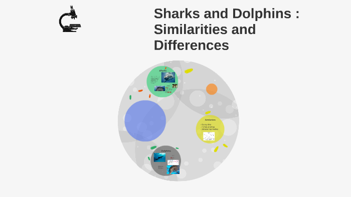 Sharks and Dolphins : Similarities and Differences by David Medina on Prezi