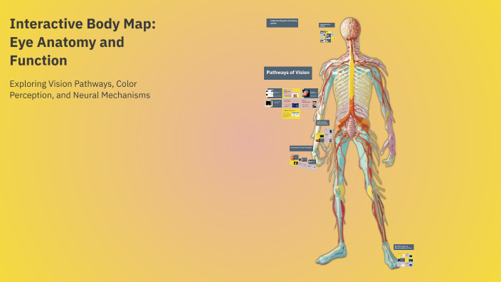 Interactive Body Map Step 6: Eye Anatomy and Function by Luca ...