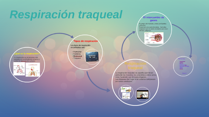 Respiración Traqueal by Escuela 52 on Prezi