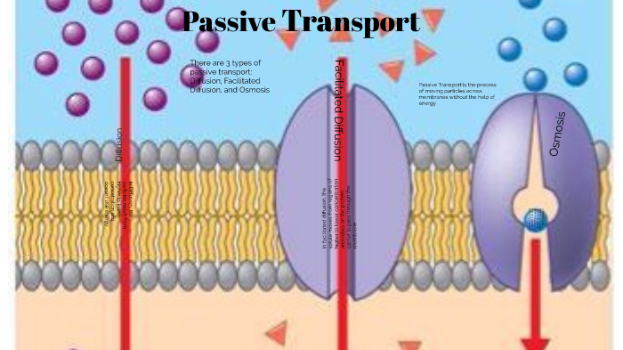 passive-transport-by-hunter-ridgley-on-prezi