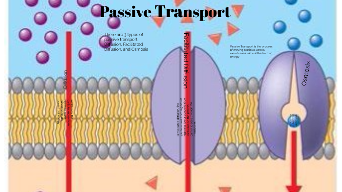 Passive Transport By Hunter Ridgley On Prezi