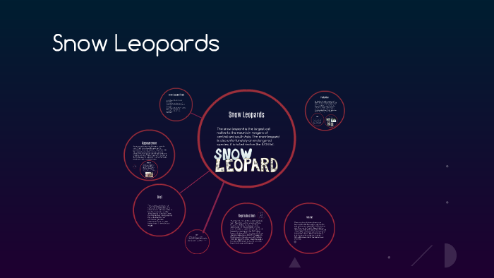 Snow Leopards By Sarah Woja On Prezi