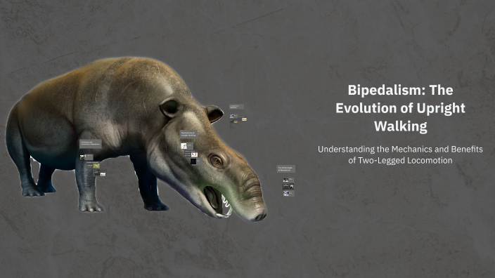 Bipedalism: The Evolution of Upright Walking by Alontaye Harris on Prezi