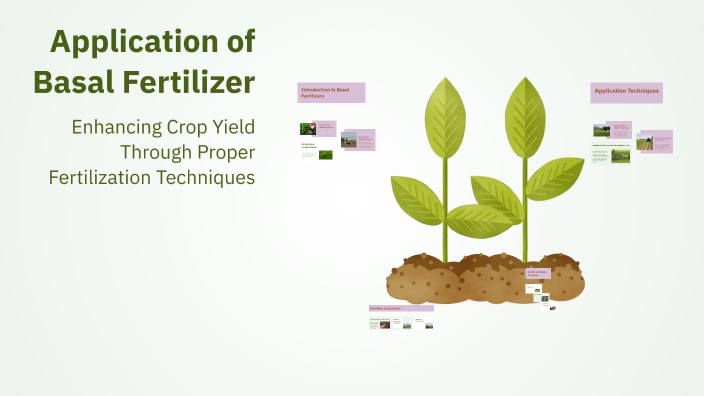 Application of Basal Fertilizer by Marklane Imaysay on Prezi