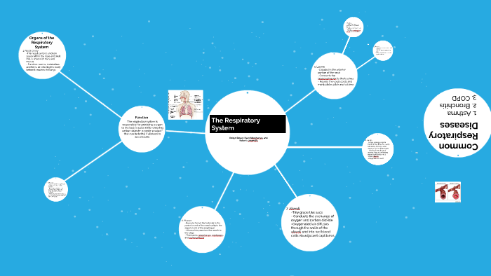 The Respiratory System by Robyn Bower on Prezi