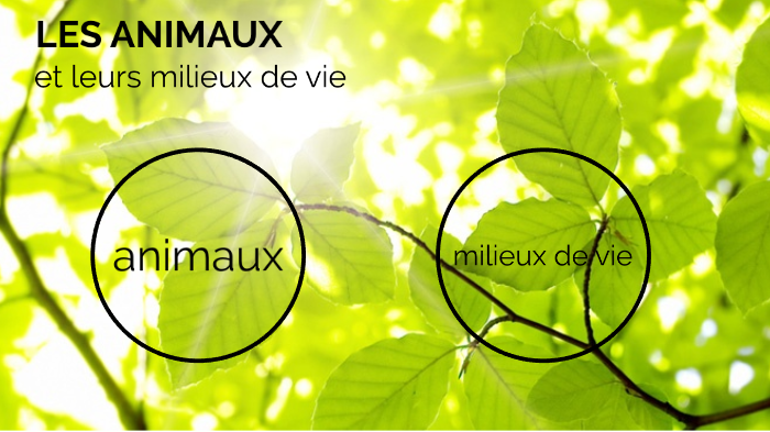 les animaux et leurs milieux de vie by cassidy saillant on Prezi