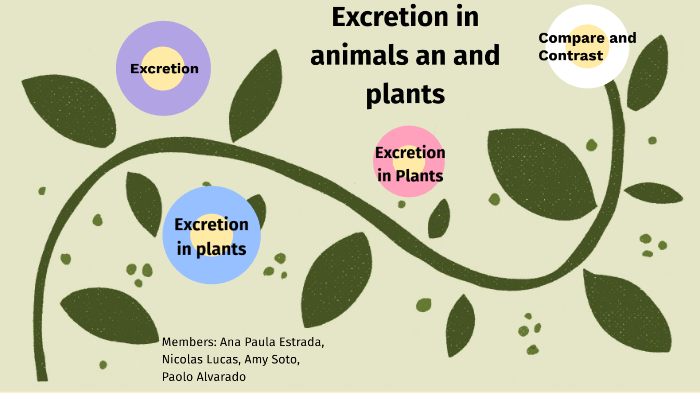 Excretion in plants and animals by Nicolas Lucas
