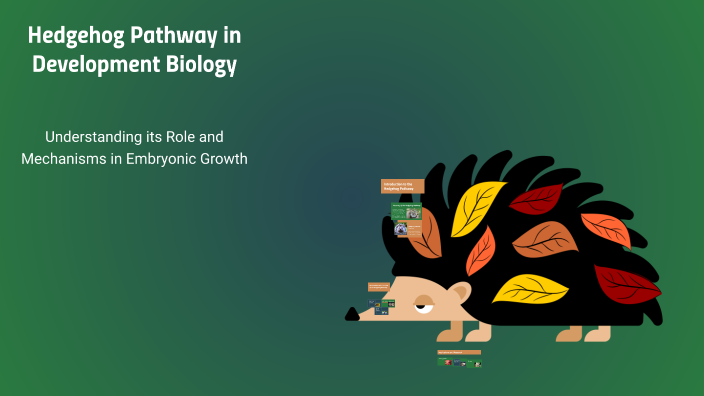 Hedgehog Pathway in Development Biology by Pavethran M on Prezi