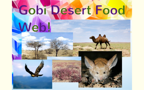 Gobi Desert Food Web by C LovesPaprikas on Prezi