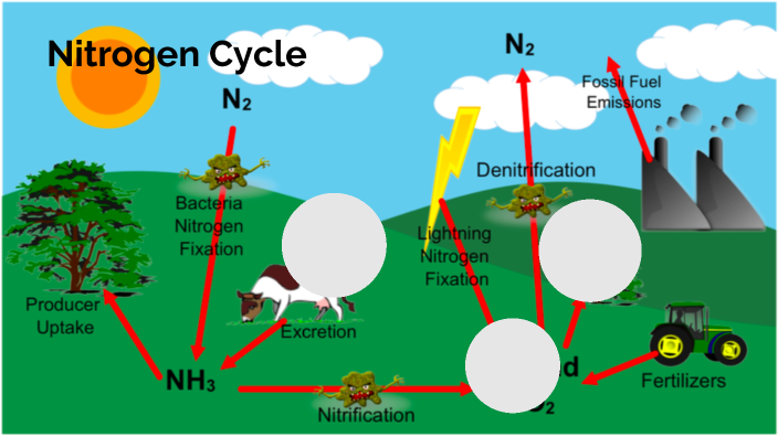 Nitrogen Cycle Notes by Rebecca Parratt on Prezi