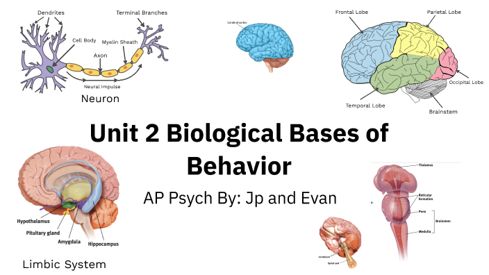 AP Psych Parts of Brain by Jp Ameen on Prezi