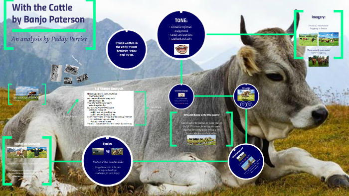 Cattle visual data 2