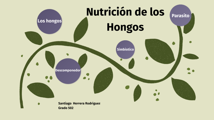Nutrición De Los Hongos By Daniela Herrera On Prezi 7565