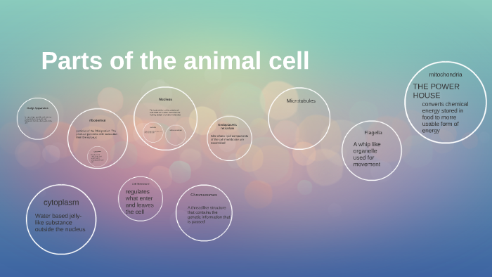 Parts of the animal cell by kenzie ellis on Prezi