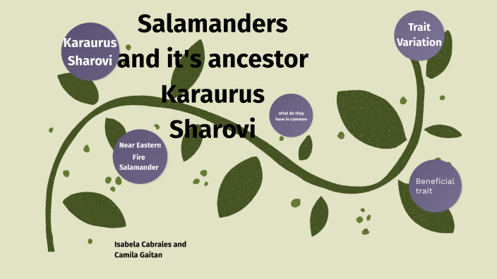 Salamanders and it's ancestor Karaurus Sharovi by 2027: Isabela ...