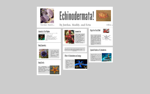 Echinodermata Presentation by Madeline Ruos on Prezi