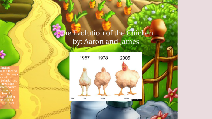 The Evolution Of The Chicken By Aaron Voortman On Prezi