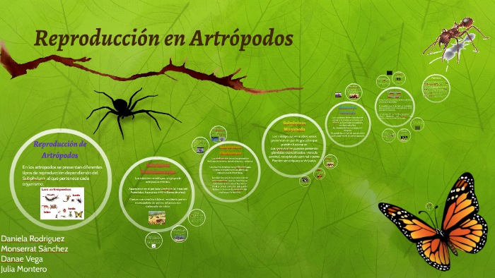 Invertebrados reproducción by Julia Quiroga on Prezi