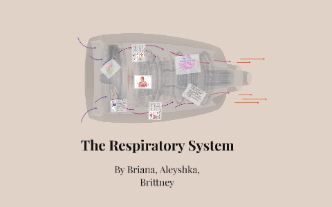 The Respiratory System by briana stanley on Prezi