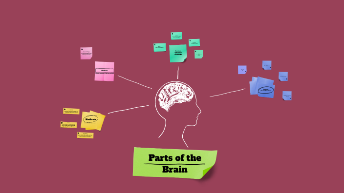 Parts of the Brain by Isabella Munoz on Prezi