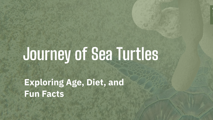 Journey of Sea Turtles by Mya Carroll on Prezi