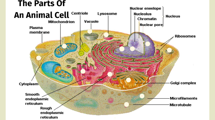 Parts Of A Cell Project by Kyle Spiegel on Prezi