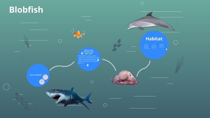 blobfish habitat map