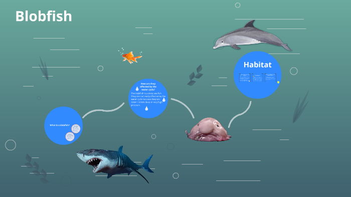 Blobfish Habitat: Where Do Blobfish Live? - A-Z Animals