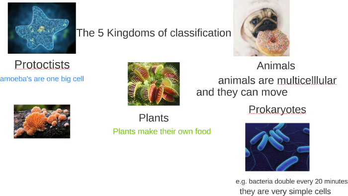 The 5 Kingdoms Of Classification By Juan Casasbuenas