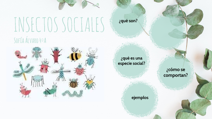 insectos sociales by Sofia Alvaro De La Corte on Prezi Next