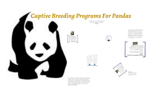 Captive Breeding Programs For Pandas By Jillian U On Prezi Captive Breeding Programs For Pandas By Jillian U On Prezi