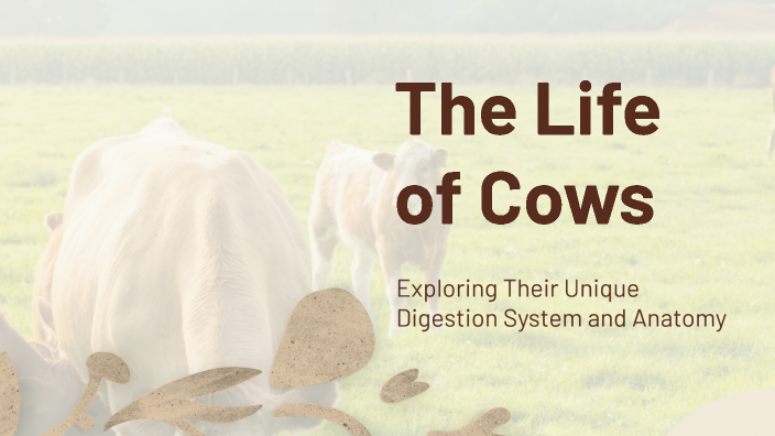 The Life of Cows by juliet driesse on Prezi
