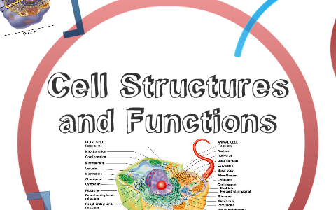 SBI 4U: Cell Structure and Function by Alison Malito on Prezi