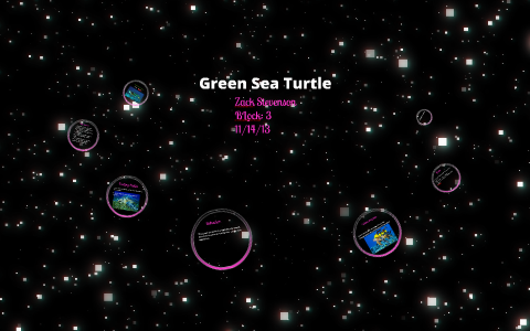 Green Sea Turtle by Zack Stevenson on Prezi