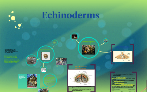 Phylum: Echinodermata by Brittany Rohacs on Prezi