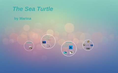 the sea turtle by Annalisa Barraza on Prezi