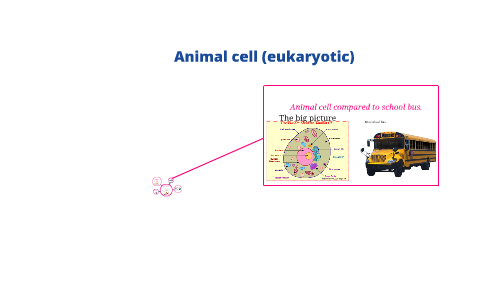 Animal Cell And School Bus By Xander Seeley