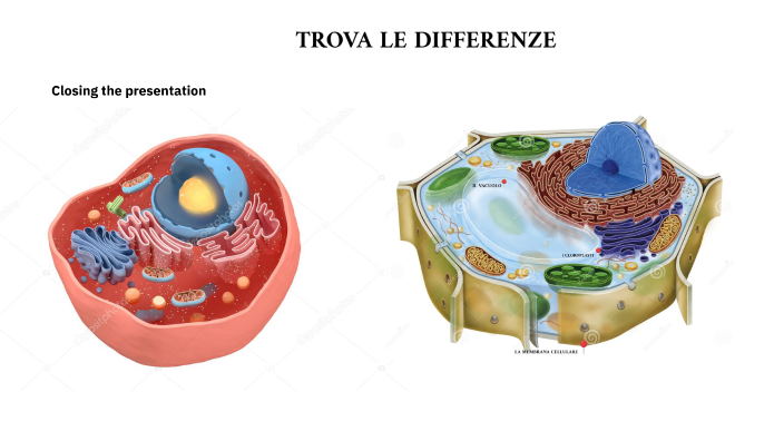 LE DIFFERENZE TRA CELLULA ANIMALE E VEGETALE by Marzia Ceppitelli on Prezi